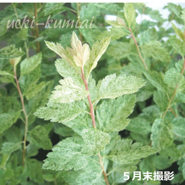 フイリコデマリ　斑入り　ピンクアイス