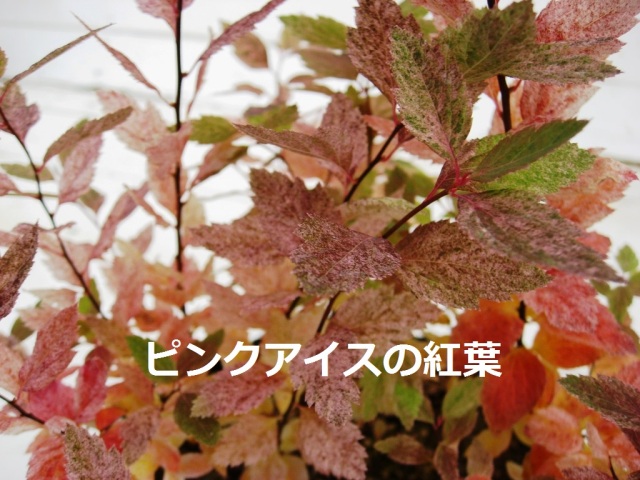 コデマリ　こでまり　ピンクアイス　ぴんくあいす　　秋　紅葉　葉　植木組合