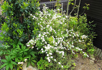 小手毬　コデマリ　こでまり 八重　植栽例1