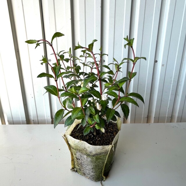 コガクウツギ　豊前　　植木組合