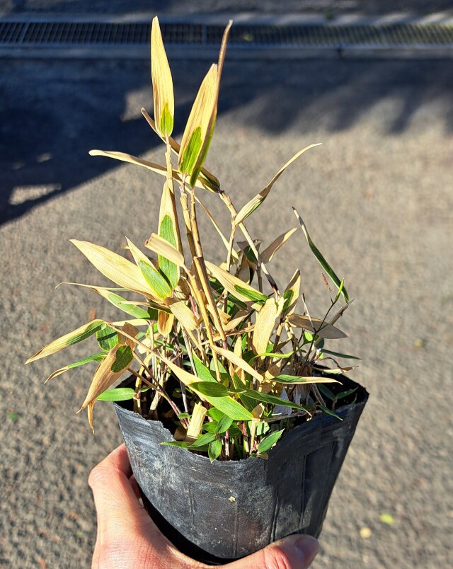 コグマザサ　小熊笹　こぐまざさ　植木組合　冬　葉
