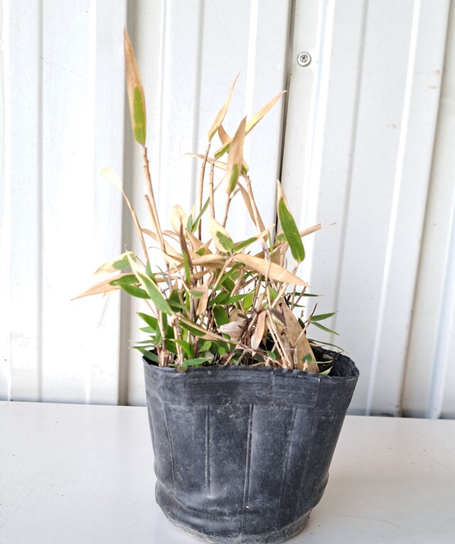 コグマザサ　こぐまざさ　小熊笹　葉　植木組合　冬