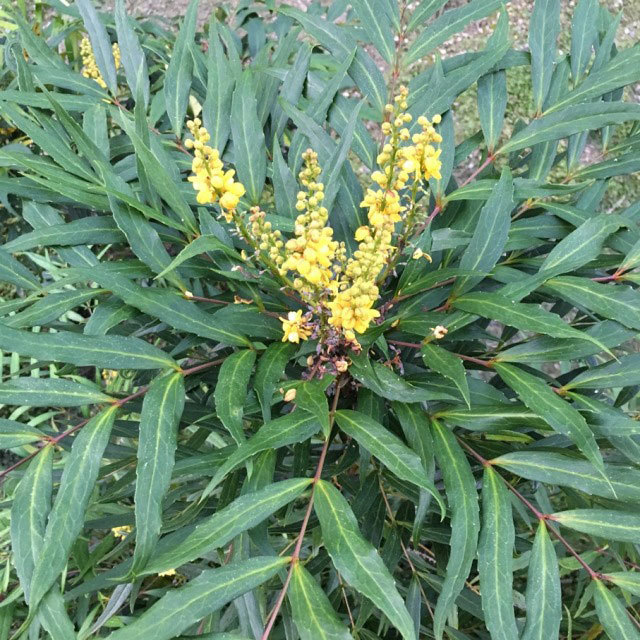 コンフーサ　植栽