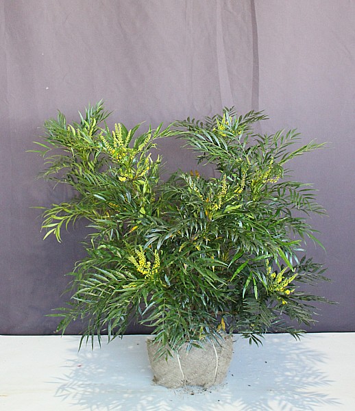 南国 リゾート風 植木組合