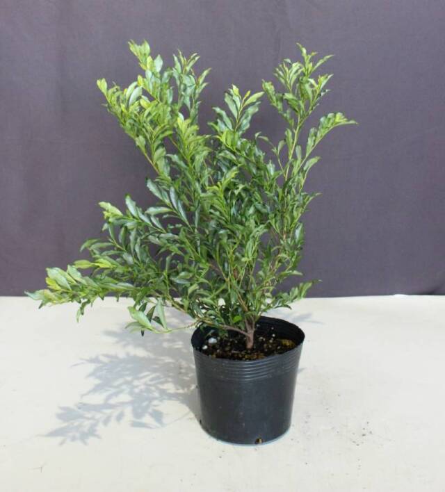 紺斑ひさかき　（コンフヒサカキ）　斑入り葉