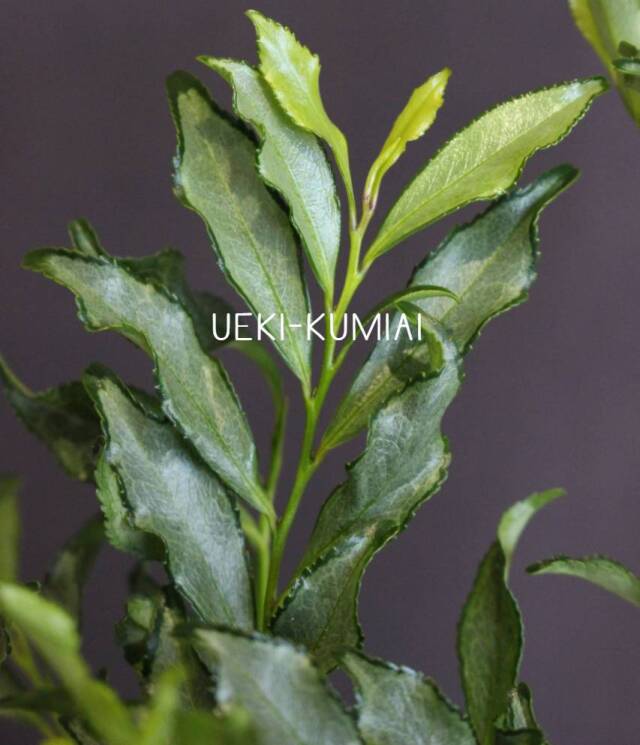 紺斑ひさかき　（コンフヒサカキ）　斑入り葉