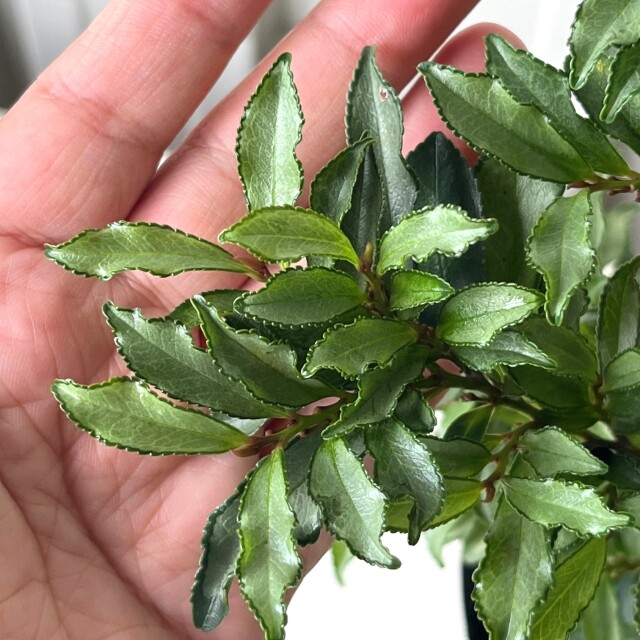 紺斑ヒサカキ　30cm　こんぷひさかき　コンプヒサカキ　葉　植木組合