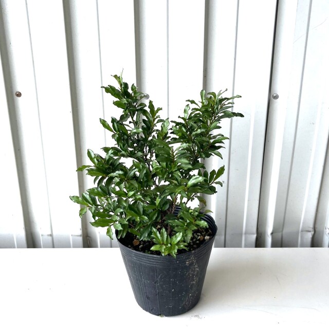 紺斑ヒサカキ　30cm　　植木組合