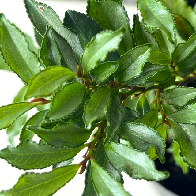 紺斑ヒサカキ　30cm　こんぷひさかき　コンプヒサカキ　葉　植木組合