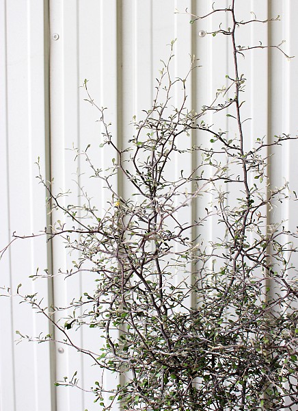 P127　コロキア　ワイヤースター　ころきあ　わいやーすたー　植木組合　葉　