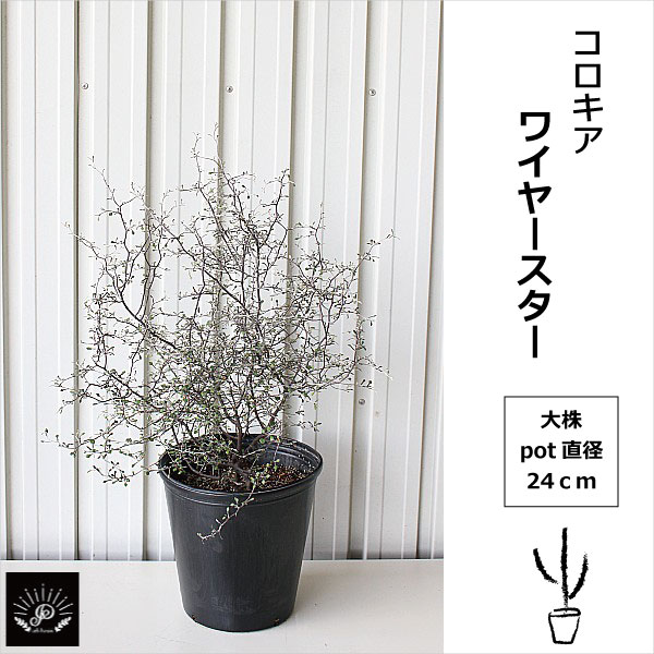 常緑樹 低木 添え木 植木組合