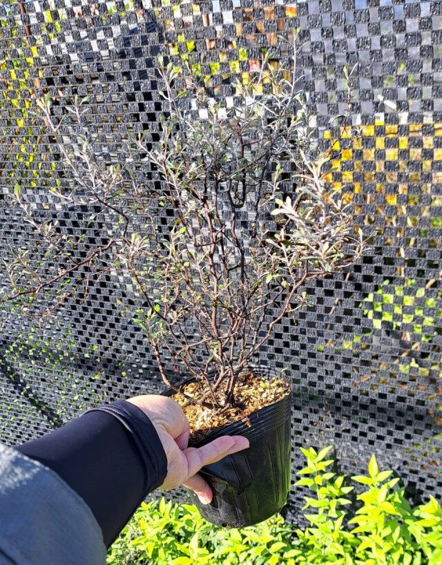 ころきあ コロキア ワイヤースター 植木 低木 ドライガーデン 植木組合