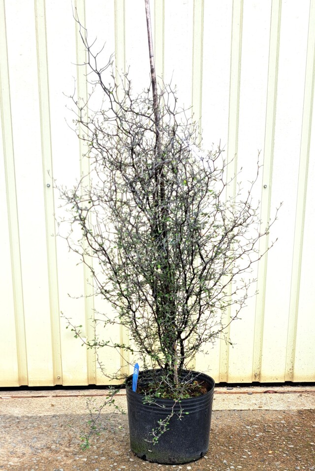 コロキア ワイヤースター ころきあ わいやーすたー 植木組合
