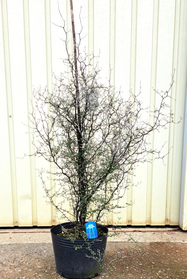 コロキア　ワイヤースター　ころきあ　わいやーすたー　植木組合
