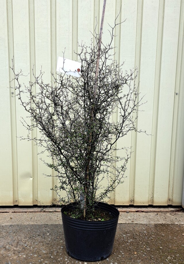 コロキア　ワイヤースター　ころきあ　わいやーすたー　植木組合