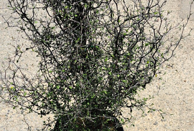 コロキア　ワイヤースター　ころきあ　わいやーすたー　植木組合