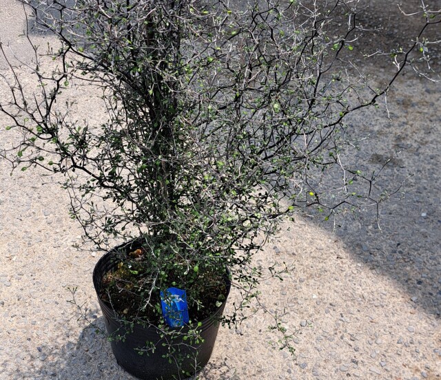 コロキア　ワイヤースター　ころきあ　わいやーすたー　植木組合