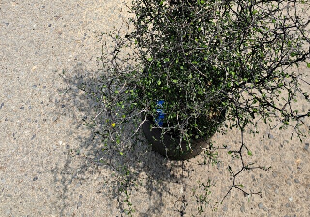 コロキア　ワイヤースター　ころきあ　わいやーすたー　植木組合