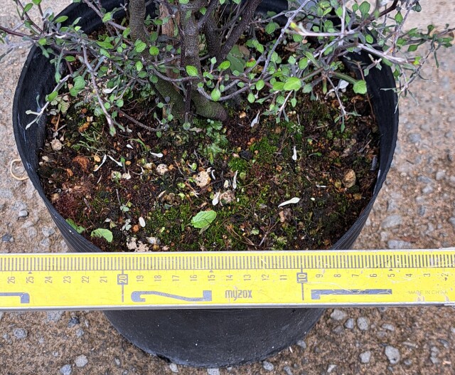 コロキア　ワイヤースター　ころきあ　わいやーすたー　植木組合
