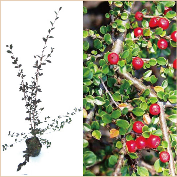 コトネアスター　常緑低木　植木組合