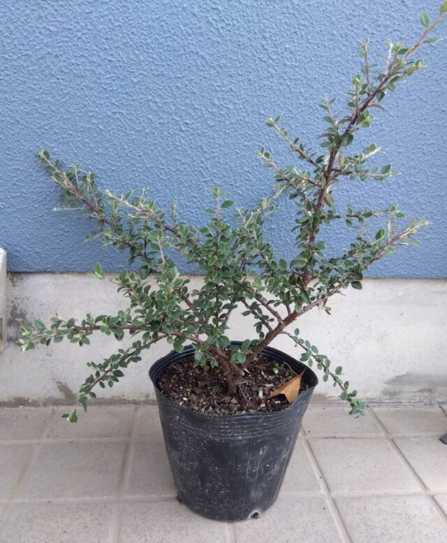 ドライガーデン 植木組合
