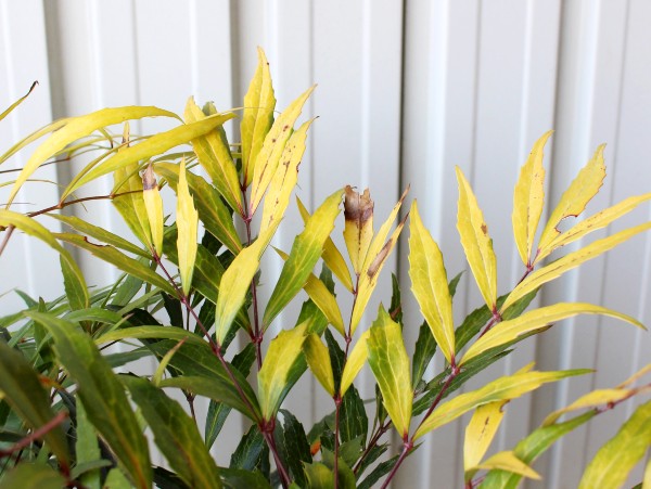 柊南天 マホニアコンフーサ 黄金葉品種 黄雲 コウウン 高さ約40 50ｃｍ