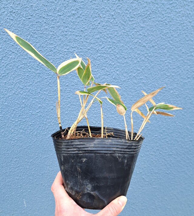 クマザサ　くまざさ　熊笹　冬　葉　植木組合