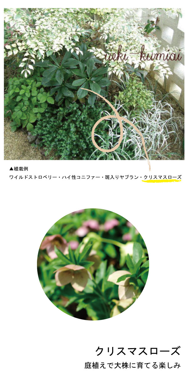 クリスマスローズ　コニファー　植栽例　植木組合