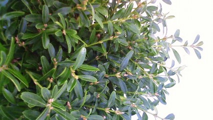 くさつげ　クサツゲ　葉　植木組合　草柘植