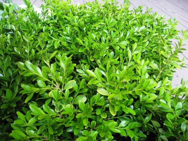 草つげ　クサツゲ　葉　くさつげ　植木組合