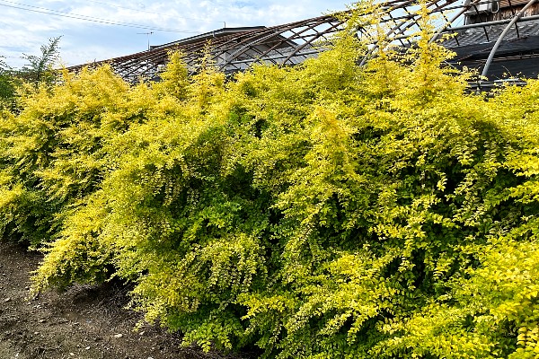 プリペットレモンライム　レモン＆ライム　レモンアンドクリッパーズ　黄色　葉　花　植栽例