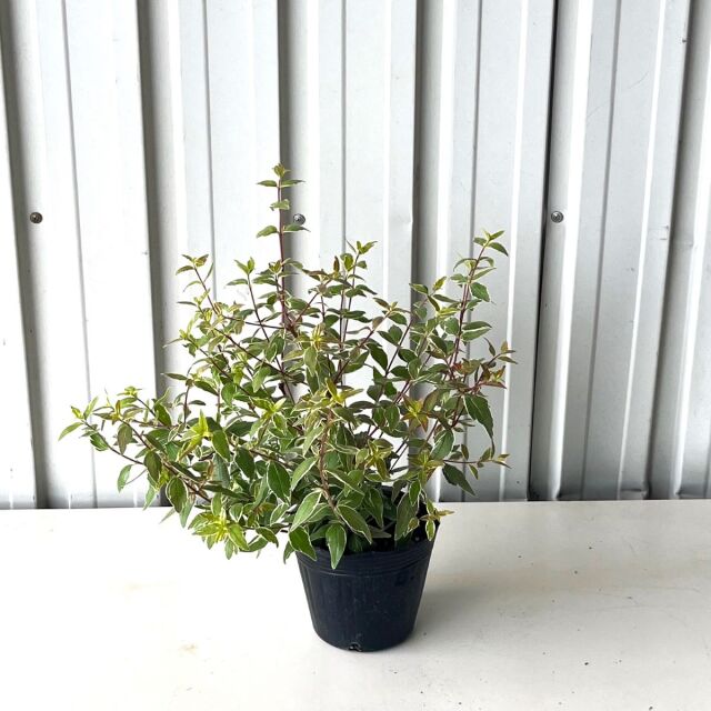 アベリア　ラッキーロット　12cmポット