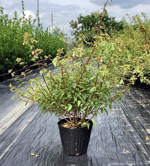 アベリア レディーリバティー Pvp 人気 植木 庭木 半常緑低木 アベリア レディーリバティー Pvp 人気 植木 庭木 半常緑低木