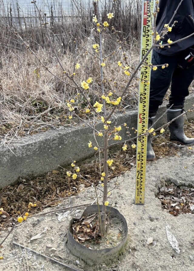 満月蝋梅 まんげつろうばい マンゲツロウバイ 植木組合