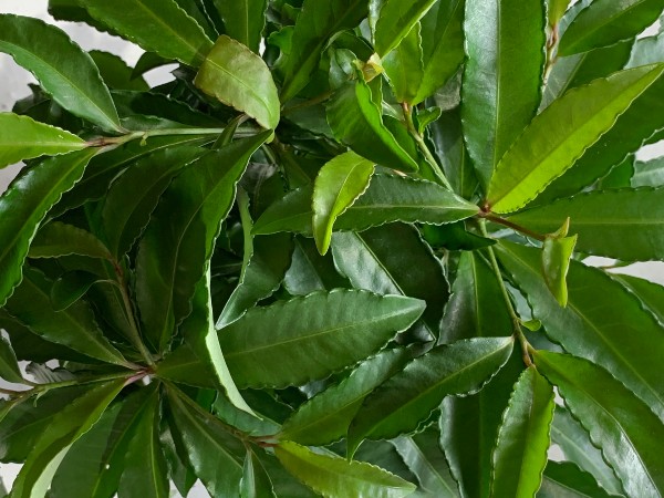 マンリョウ （万両） 赤実 高さ約30cm ※状態：実無です