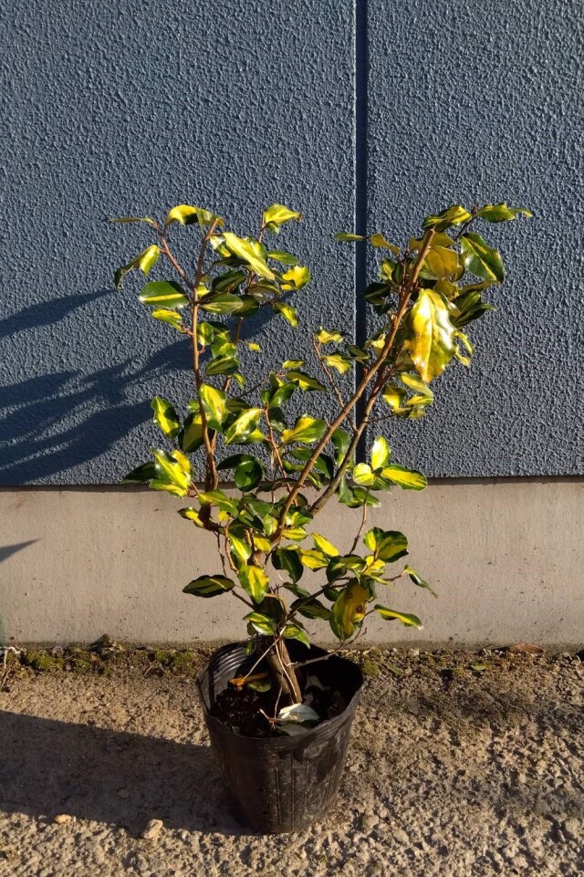 ナワシログミ　マリリン　斑入り　常緑低木　植木組合