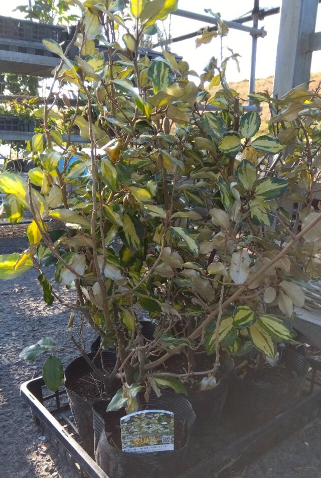 ナワシログミ　マリリン　斑入り　常緑低木　植木組合