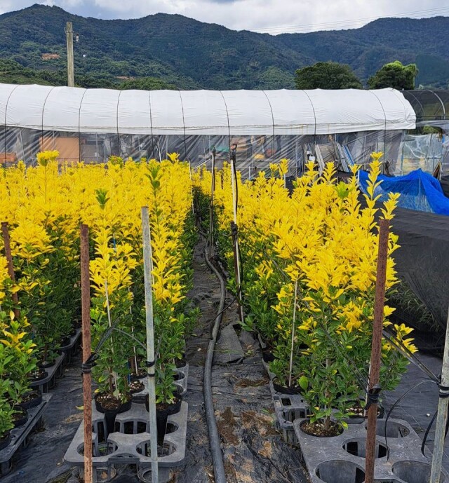 オウゴンマサキ　黄金　正木　植木組合