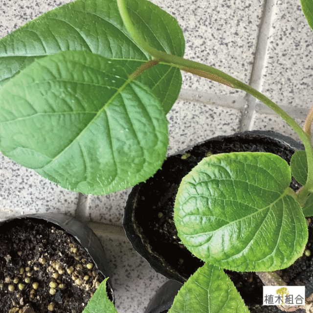 またたび　マタタビ　木天蓼　苗　植木組合