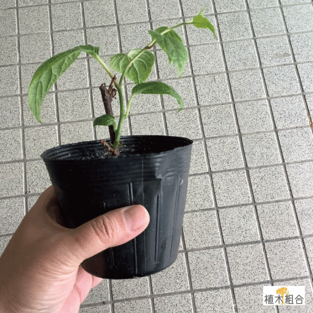 またたび　マタタビ　木天蓼　苗　植木組合　