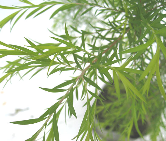 メラレウカ　められうか　　れぼりゅーしょん　レボリューション　葉　植木組合