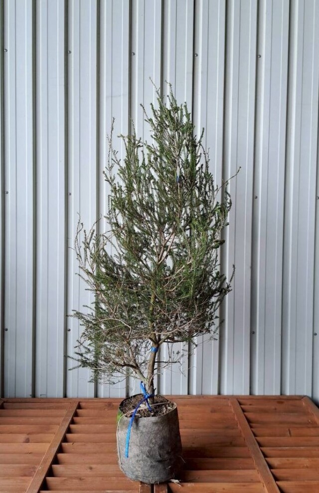 メラレウカ メラリューカ プストラータ プストゥラータ 植木組合 OG ティーツリー