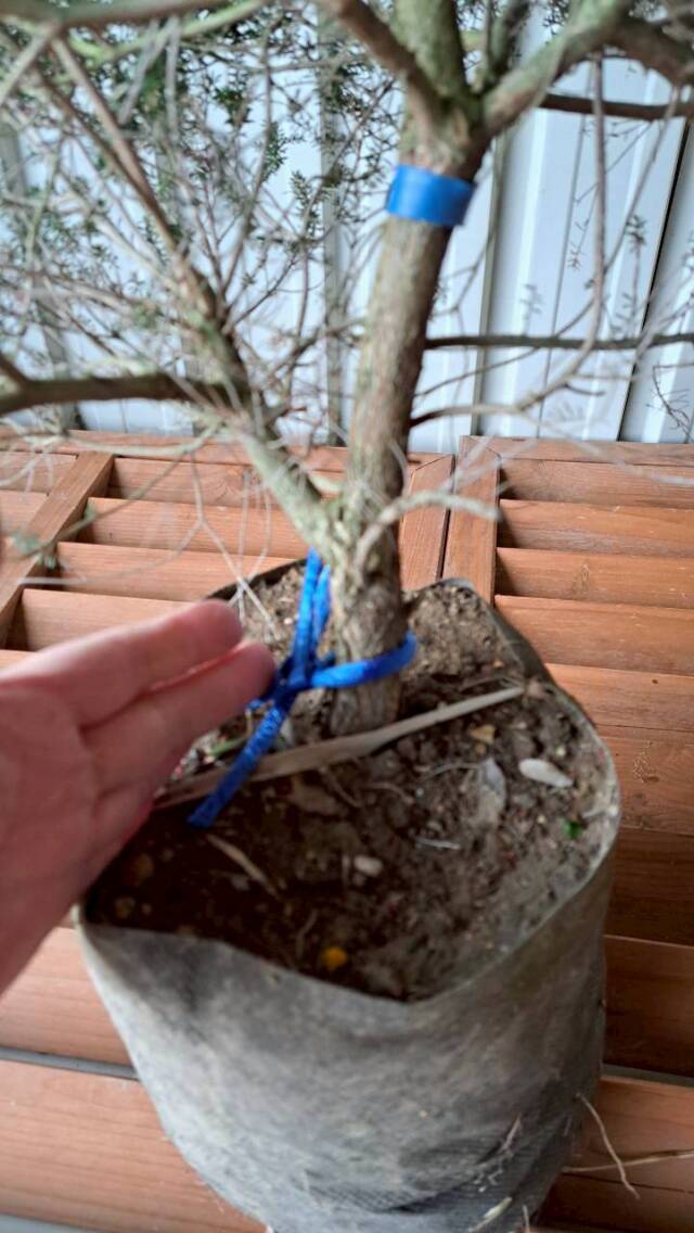 メラレウカ　メラリューカ　プストラータ　プストゥラータ　植木組合　OG　ティーツリー