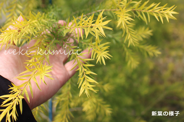 メラレウカ　人気のオーストラリアンプランツ　メラリューカ　苗　レボリューションゴールド