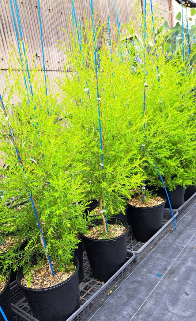 メラレウカ　（メラリューカ）　レボリューションゴールド　　植木組合　ティーツリー
