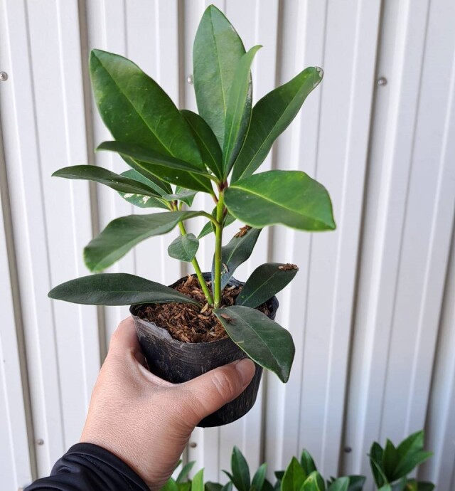 ミヤマシキミ　スキミア　常緑　みやましきみ　すきみあ　苗　花　蕾　つぼみ　植木組合　常緑