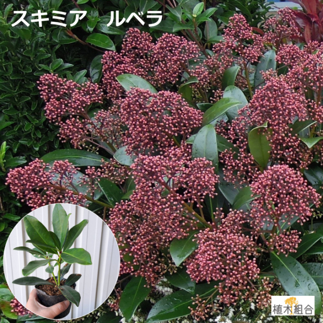 ミヤマシキミ　スキミア　常緑　みやましきみ　すきみあ　苗　花　蕾　つぼみ　植木組合　常緑