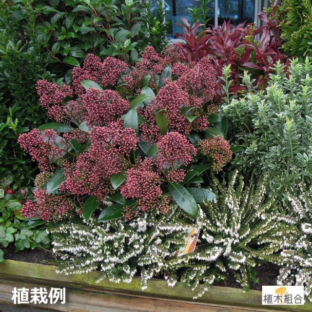 ミヤマシキミ　スキミア　常緑　みやましきみ　すきみあ　苗　花　蕾　つぼみ　植木組合　常緑