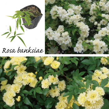 1m以上のレッドロビン 植木組合