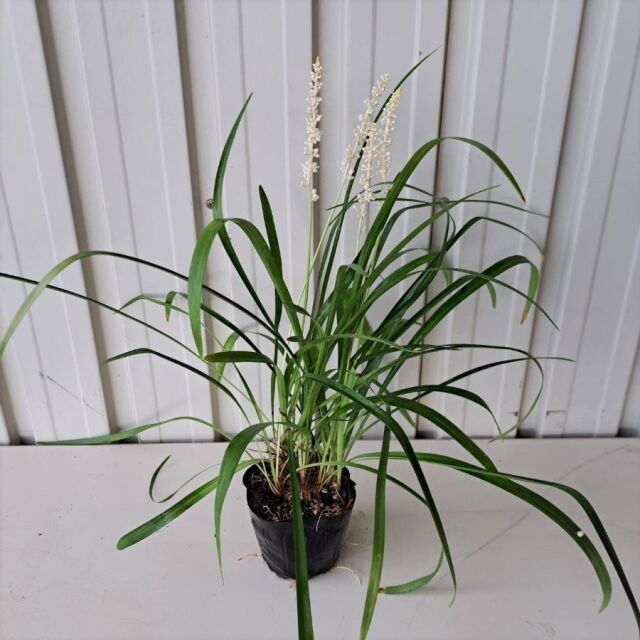 カクレミノ 株立ち